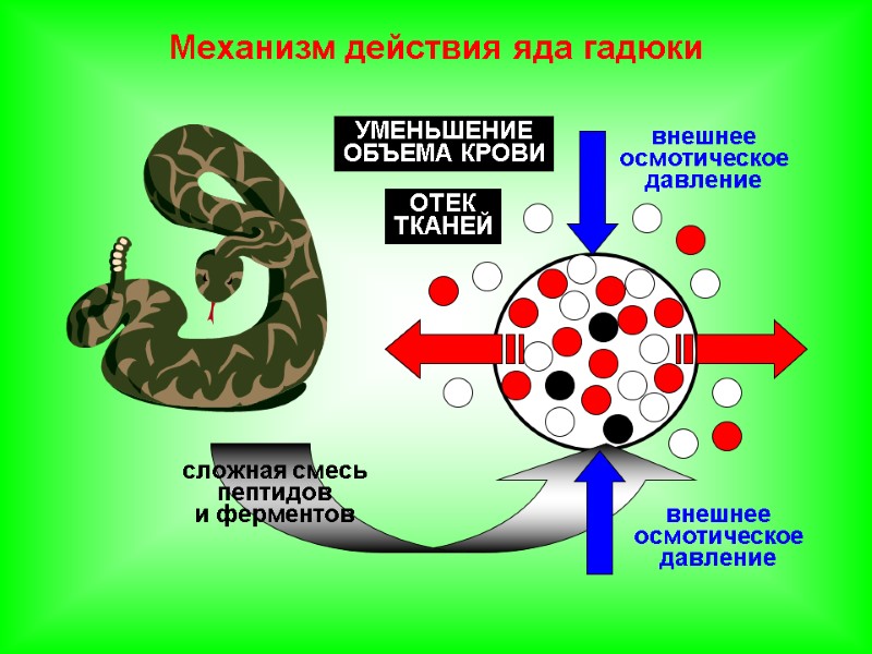 сложная смесь пептидов и ферментов Механизм действия яда гадюки внешнее осмотическое давление внешнее осмотическое